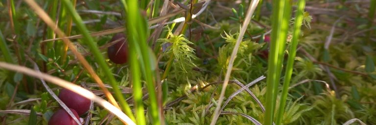 Пробуем и экспериментируем