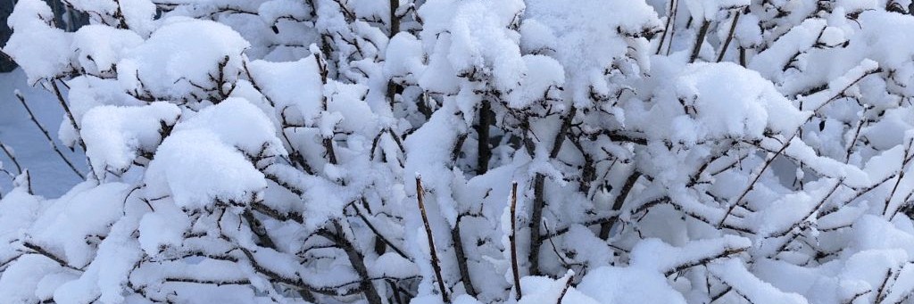 Радости жизни