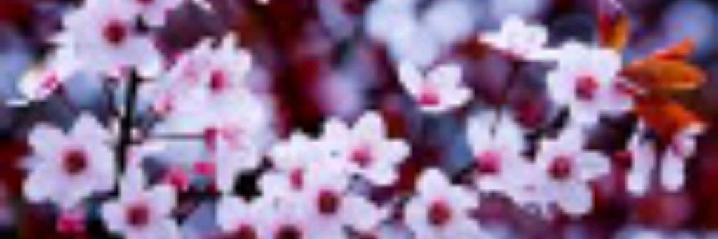 🌸Вишня КВ 🌸