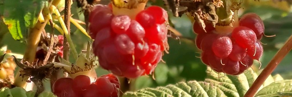 Провинция-деревня