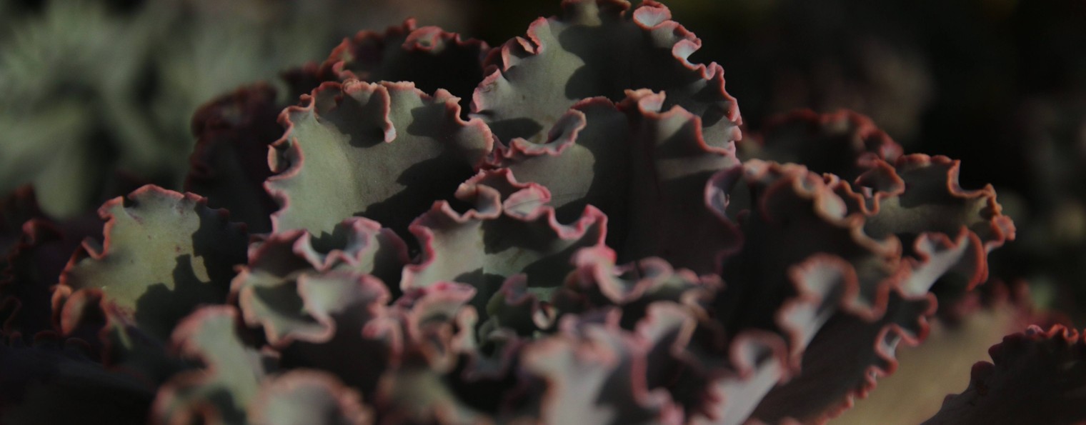 Юля, Суккуленты, Сад и Огород