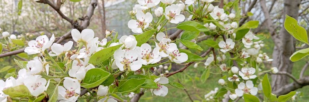 Горожанка в селе