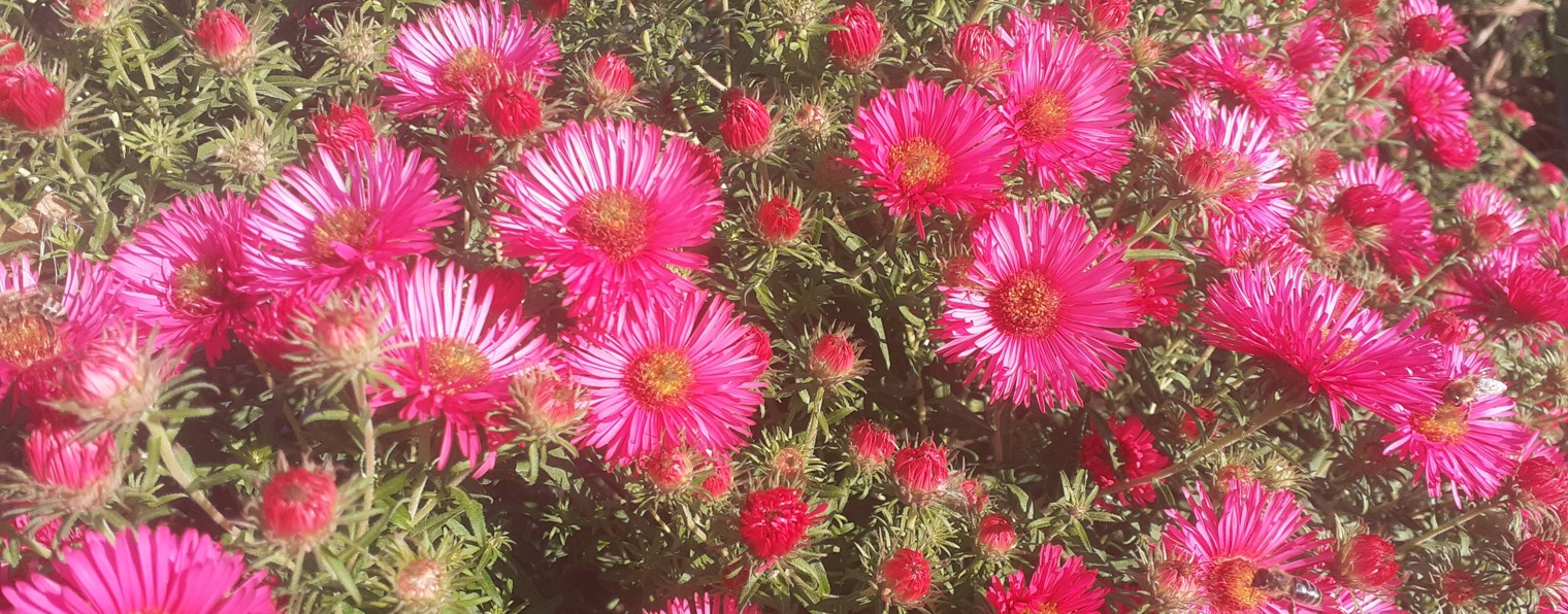 РазноЦветие