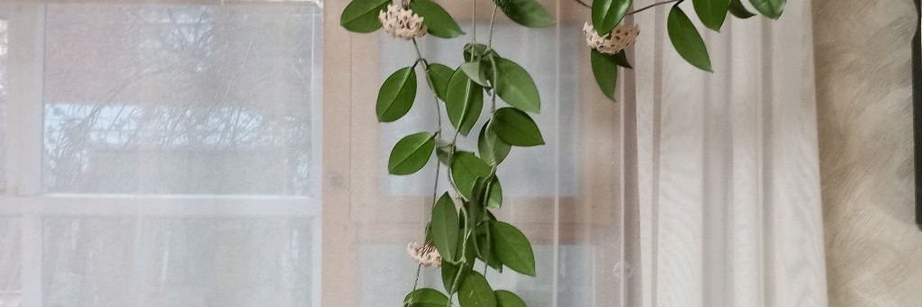 Рамзиль Хабибрахманов