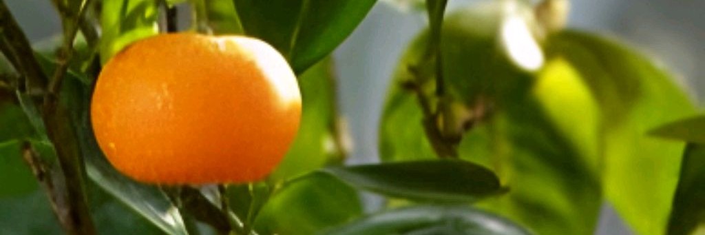 СадОгородНаБалконе