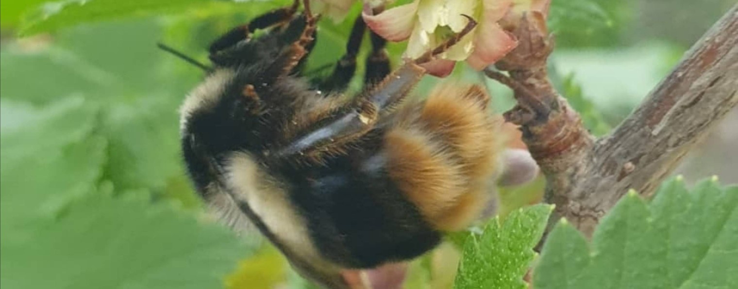 Огород в Якутске (Принцесса Кейт)