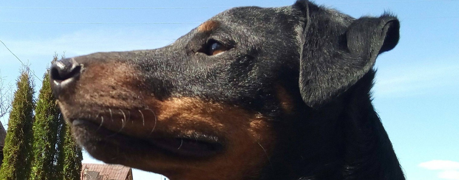 Эд из Пскова