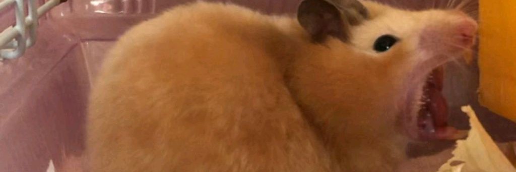 #Дохлый Хомяк#