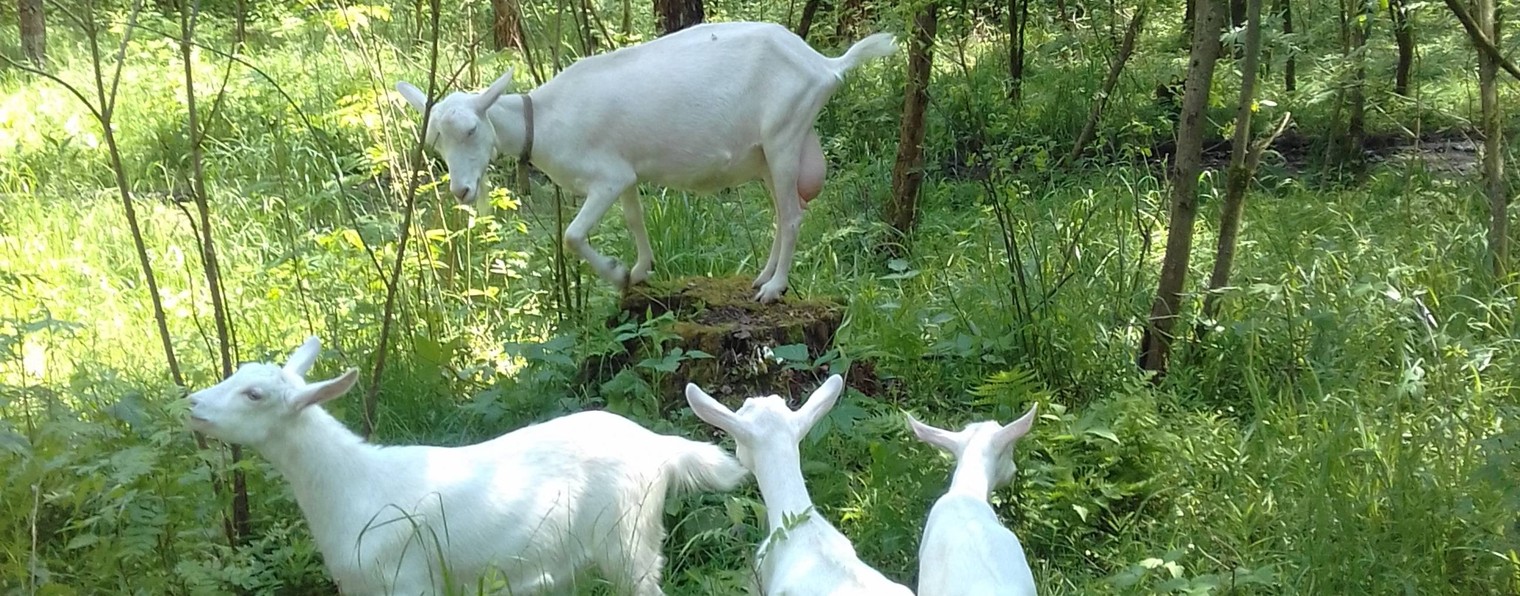 Подворье Белая коза.