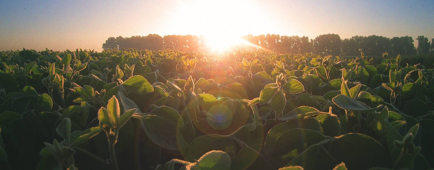 Культура Семян