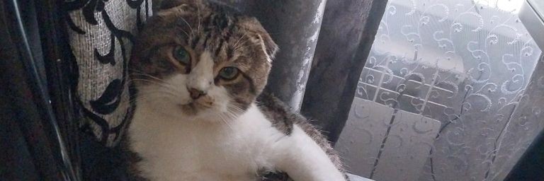 Kotiki и частный дворик