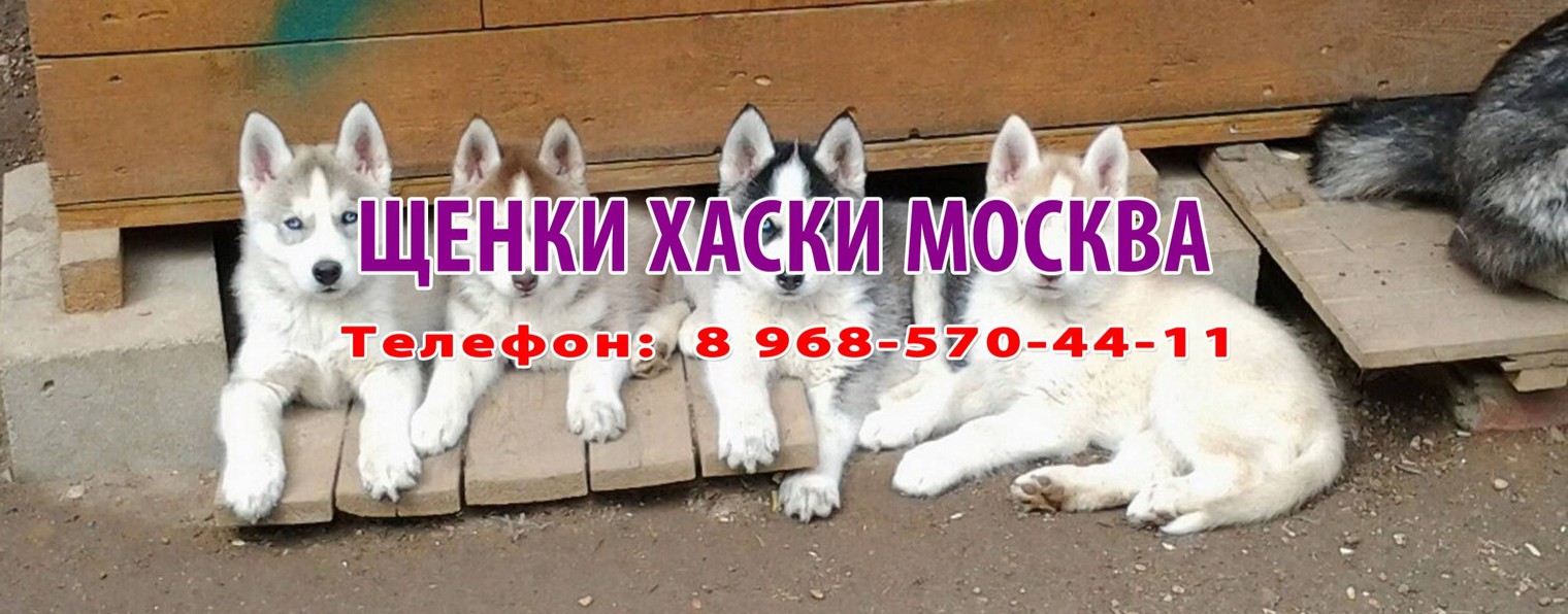 Щенки хаски Москва - Наталья Люткина