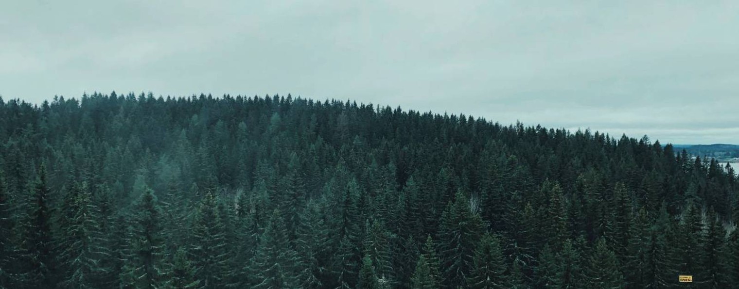 Forest Tour Лен. обл.