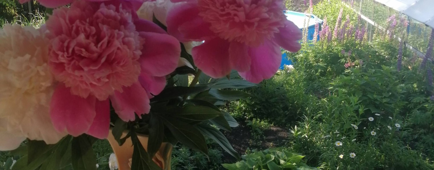 Дачная жизнь