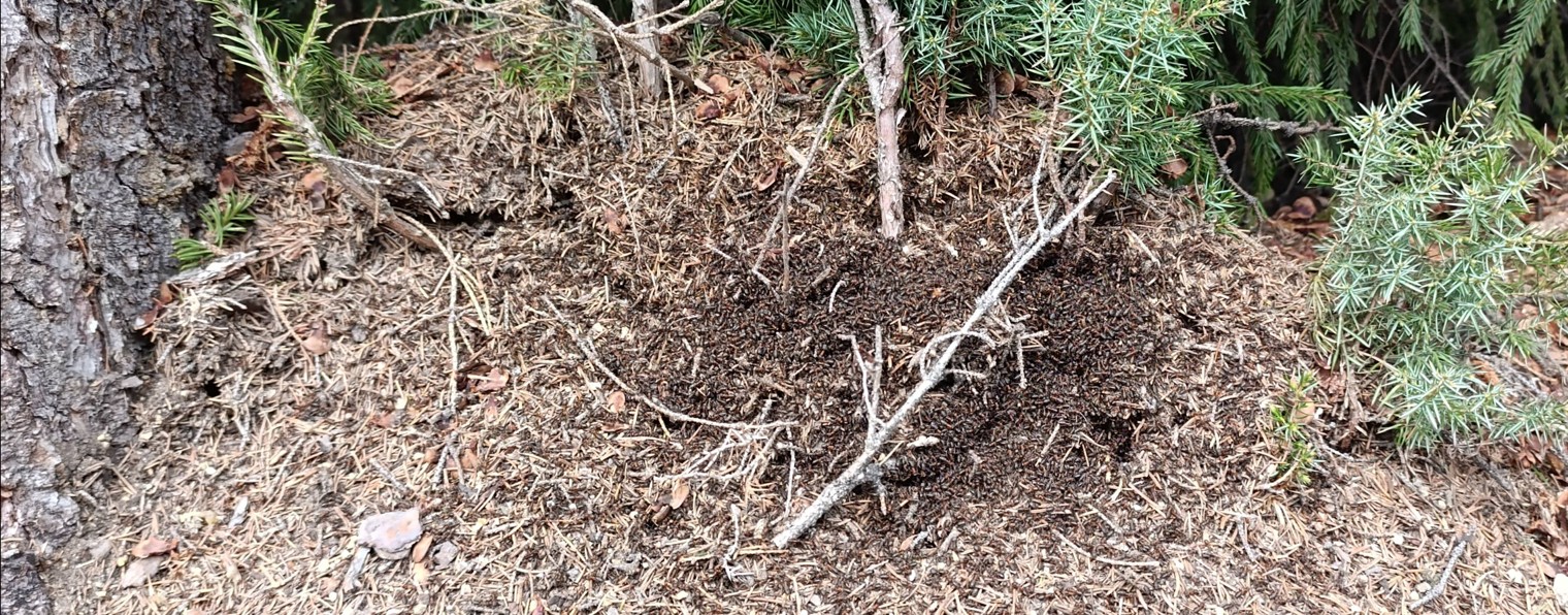 Муравейник Велеса