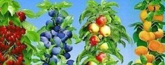 САЖЕНЦЫ-ЦВЕТОЧКИ (82)