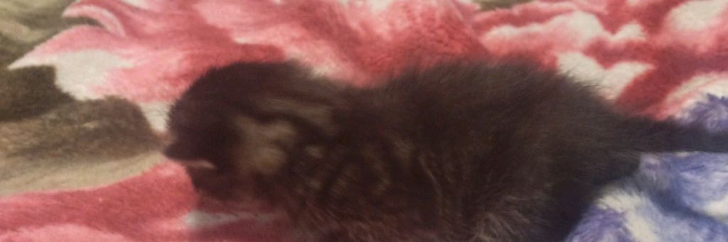 Ника клубника, котики