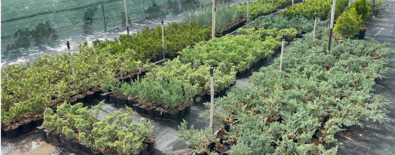 Питомник хвойных растений ТуйЛенд