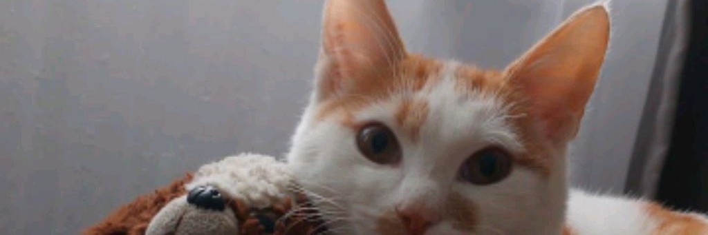 ХАРДКОР ПРО