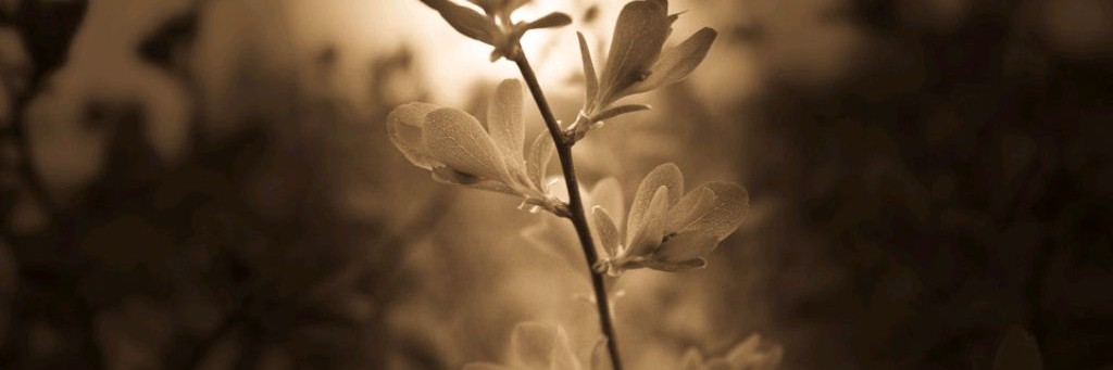 кавер-дуэт "ИЮль"