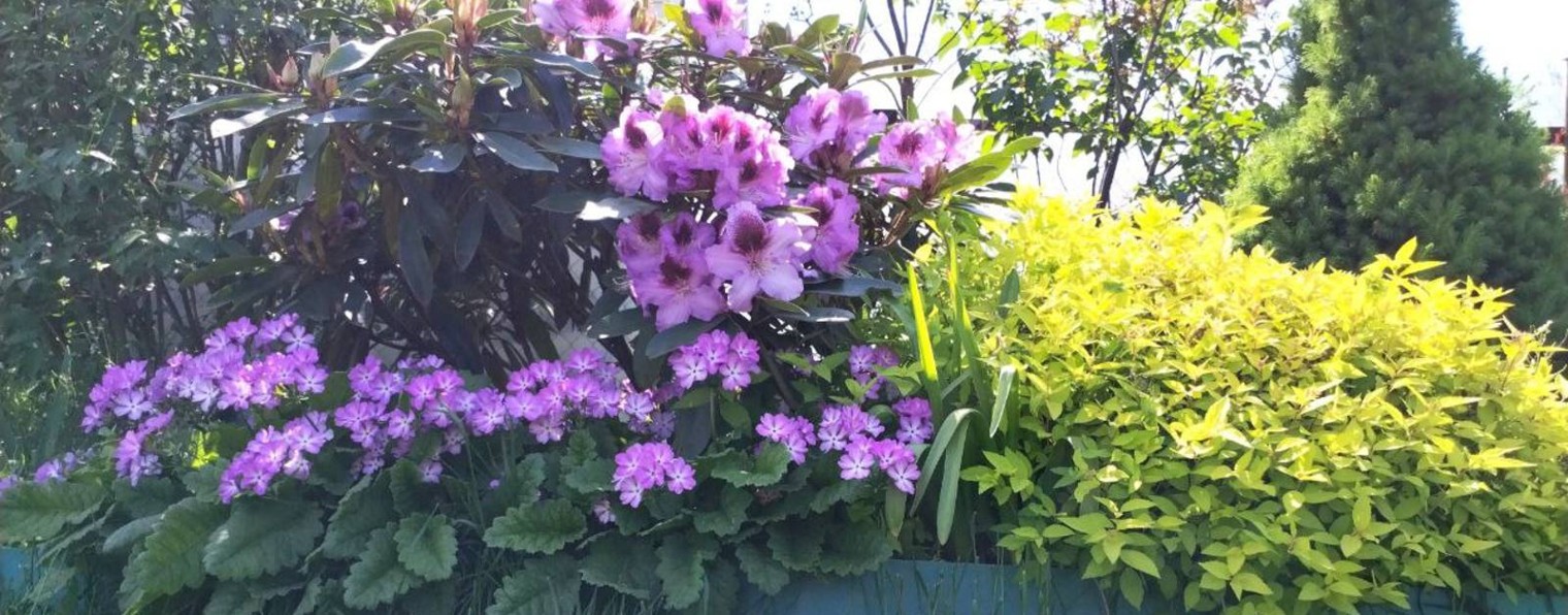 Цветочное безумие красиво и вкусно