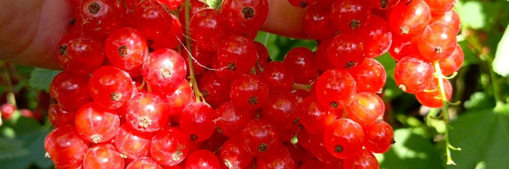 Мой виноград и сад