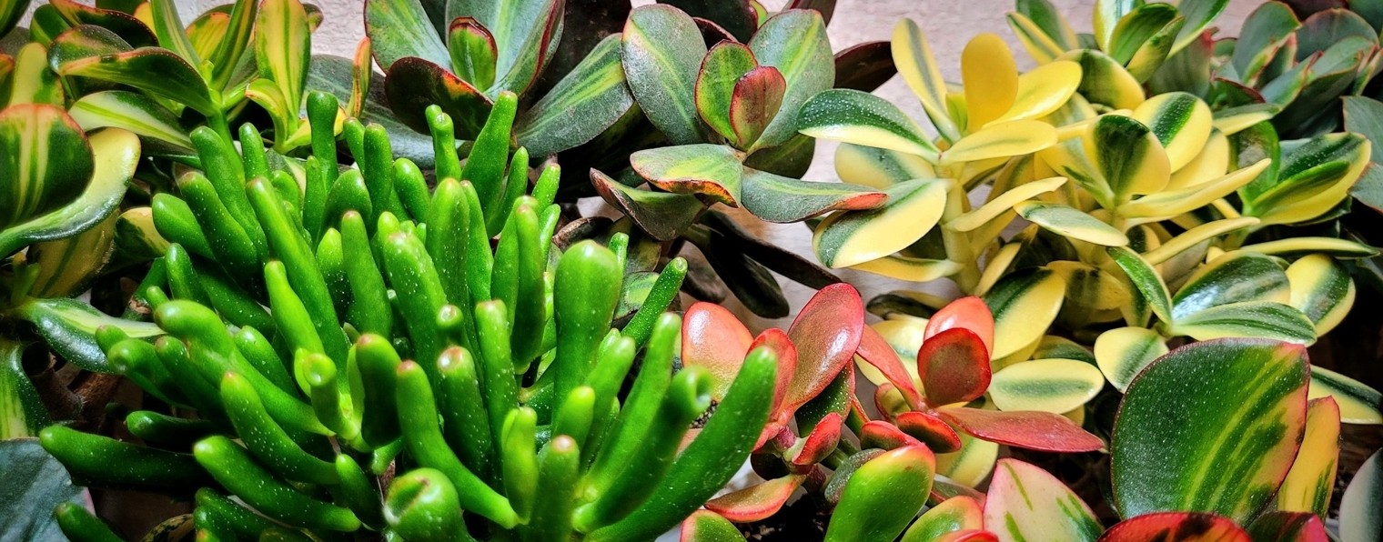 Истории о крассулах