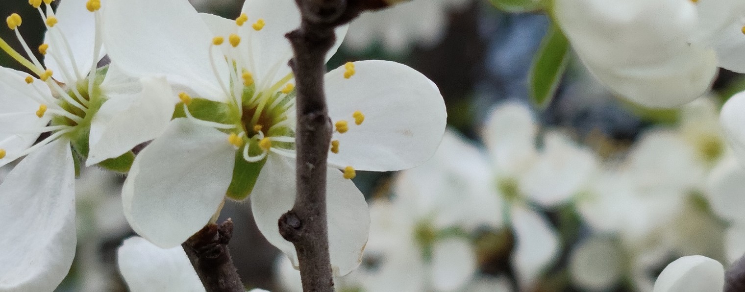 Екатерина. Лидер Greenway