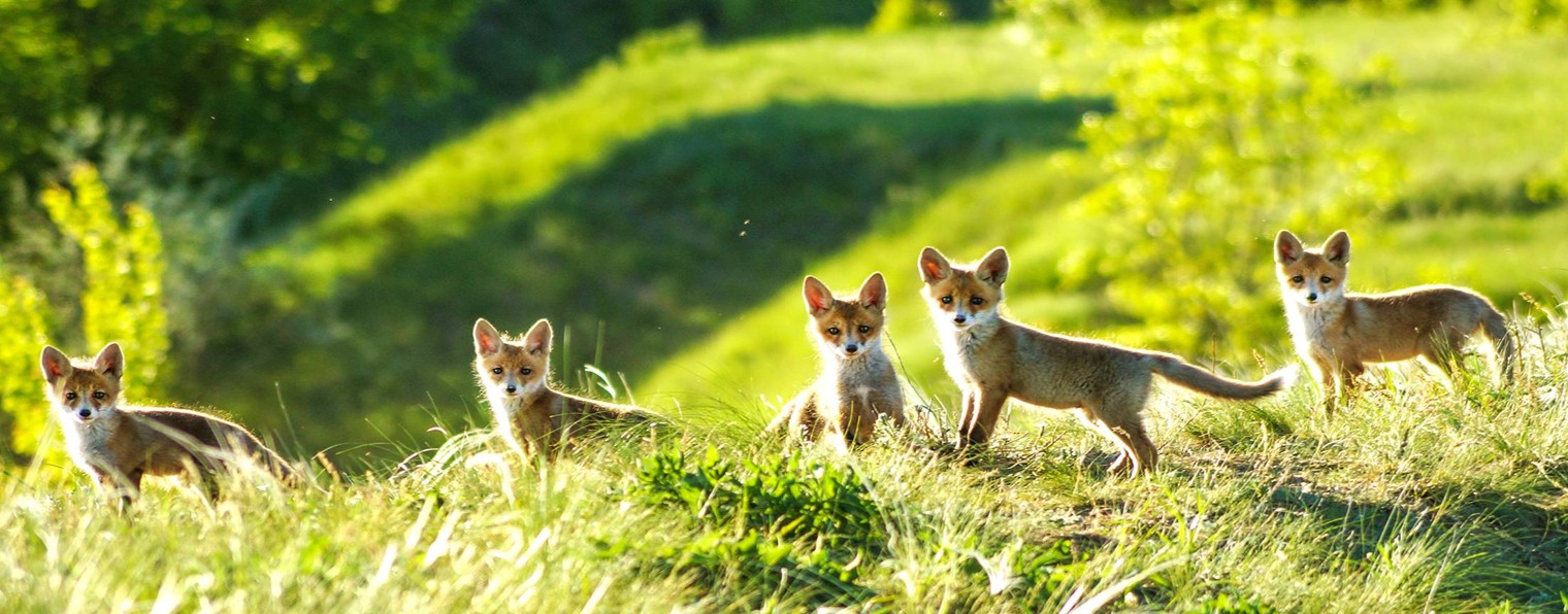 Петр Сучков Охотник и Рыболов