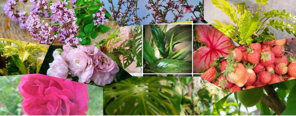 Зелёный рай – от подоконника до грядки😉