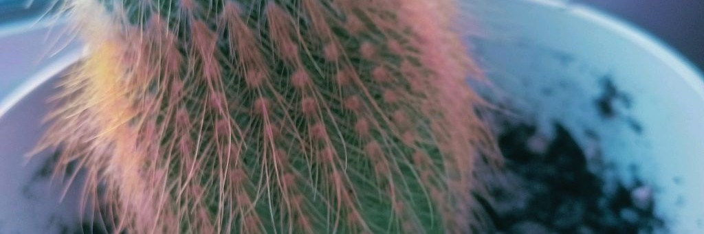 Алёна 🔪 Вова