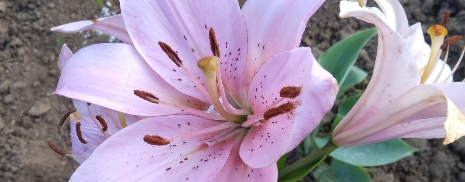 Любимый Сад И Огород