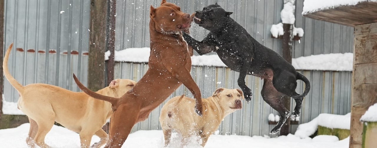 Разборки Питбулей