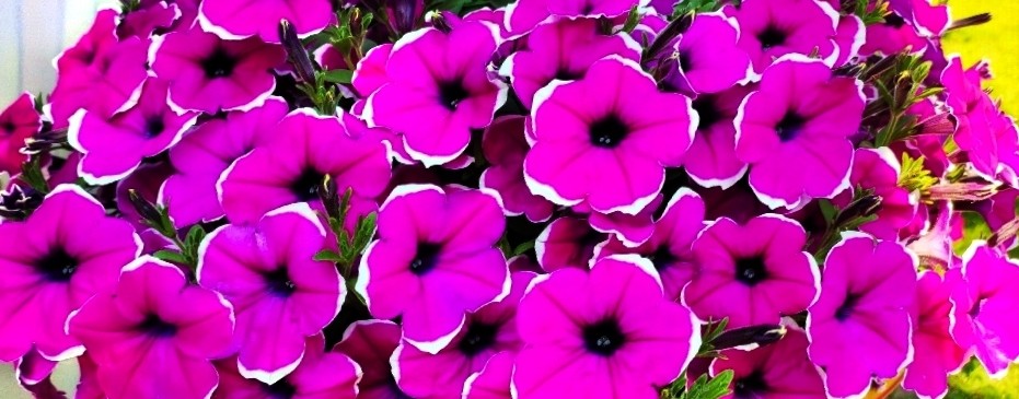 ВерунКо огород ,гортензии ,хвойные