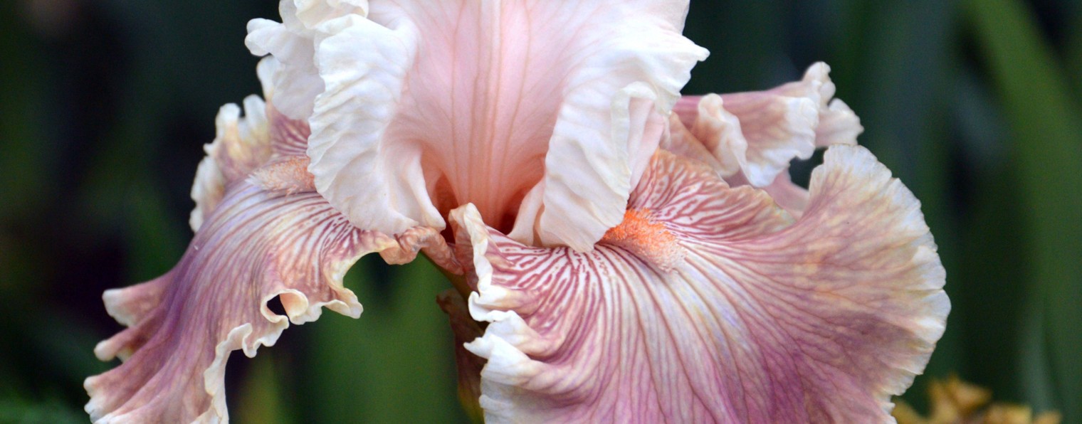 Ирисы.Пионы.Лилии