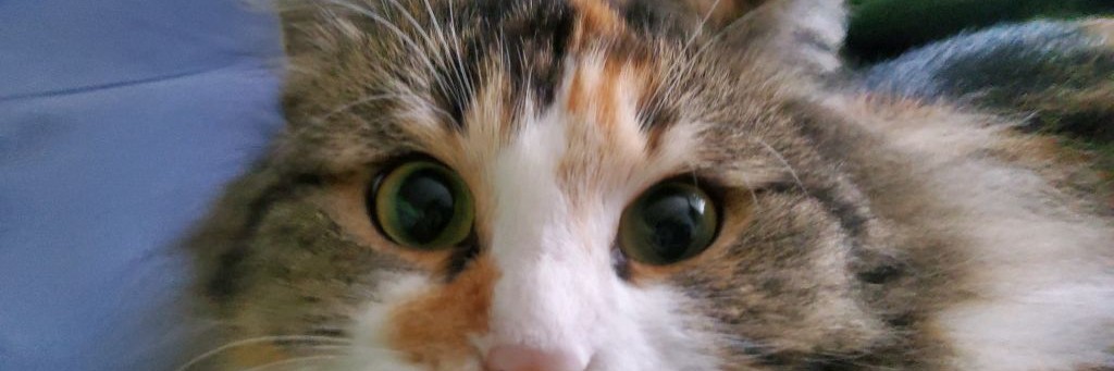 КОТИК ИСКАТЕЛЬ ЧИГЕШКИ