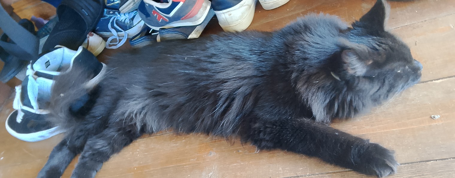 кот подпишись