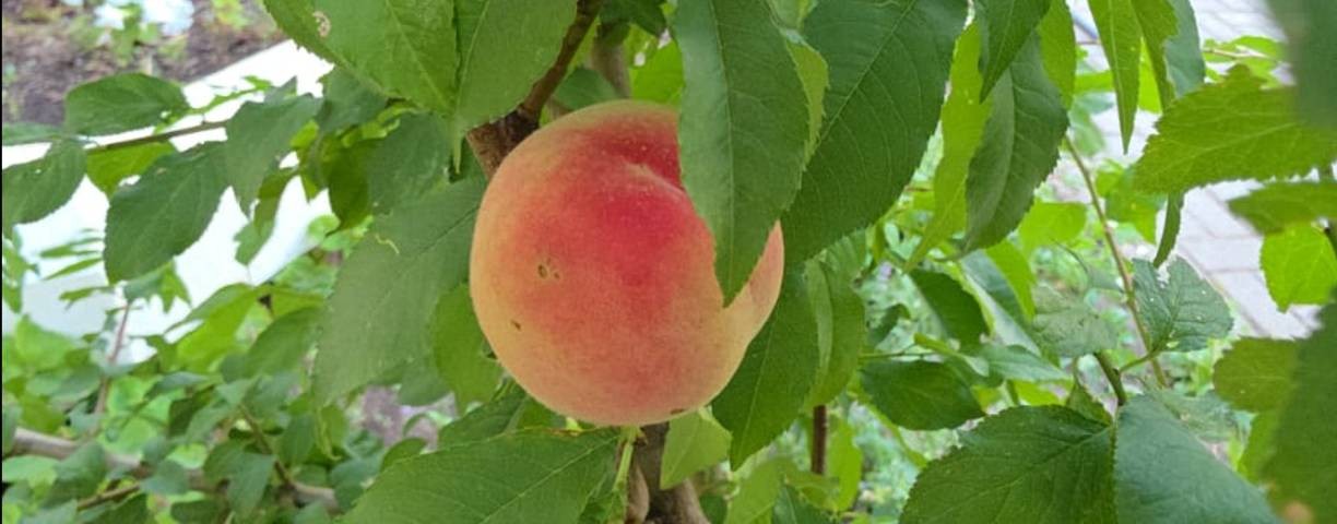 Путешествия, кухни стран мира и плантации