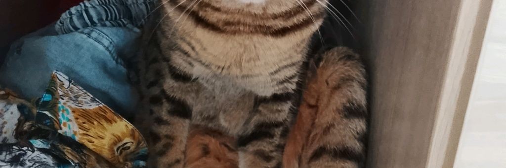 Котик Делает