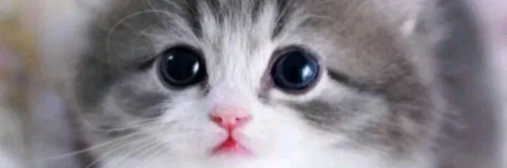 Kittenok