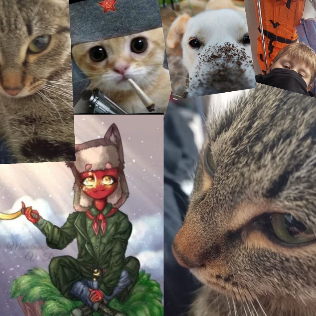 Летний котейка.