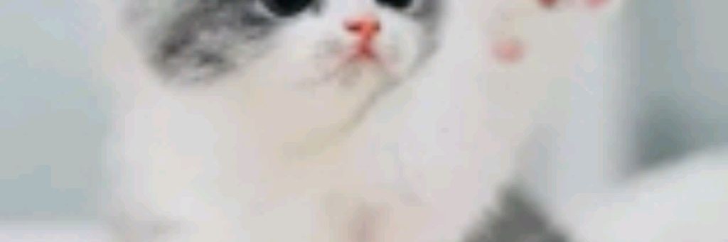 Мир Кошек🐱🐱🐱