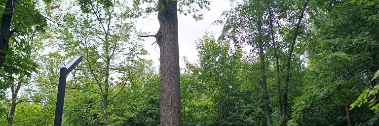 Сам Себе Звезда.