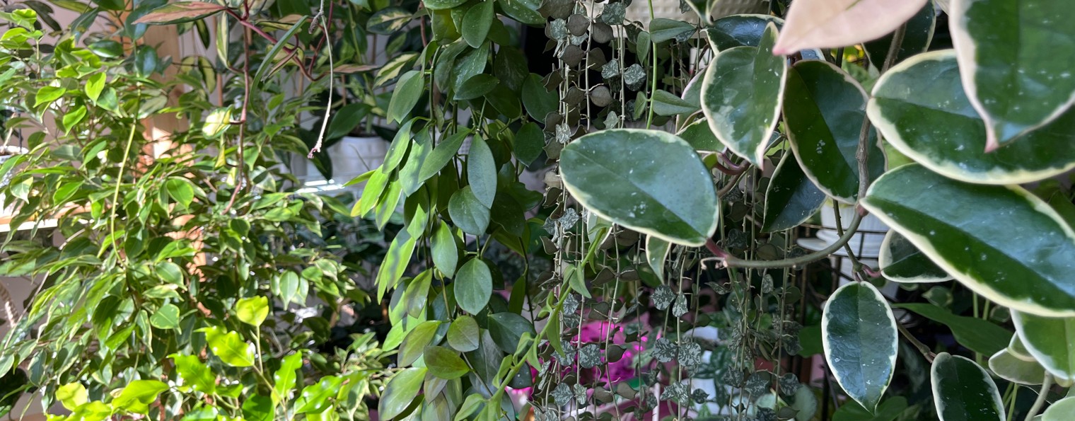 Цветочная комната Светланы Сметаниной