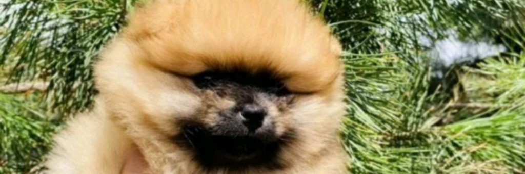 Малышка Мышка.