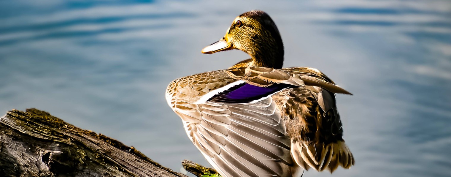 Добрые утки