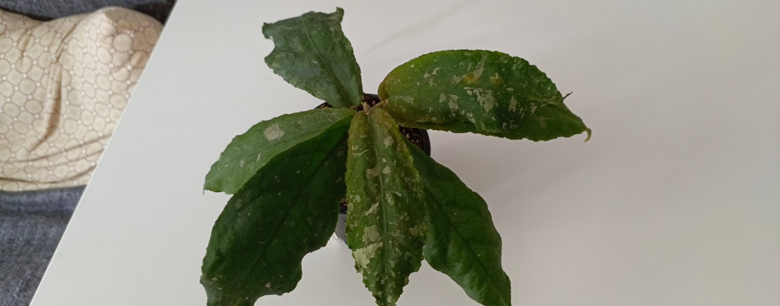 Экзотические лианы. Хойи.