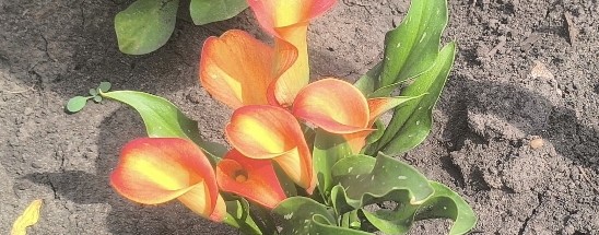 Жизнь в селе. Amesska