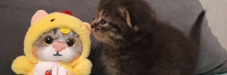 Плюша 🐾 та самая кошечка