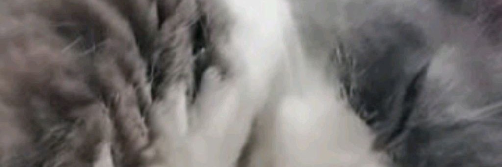 Мир Растений против Зомби